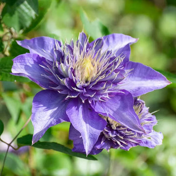 Clematis Seeds – Double Dark Purple