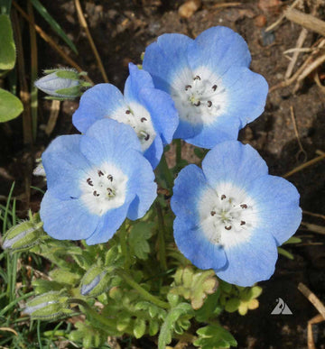 Nemophila Seeds – Baby Blue Eyes