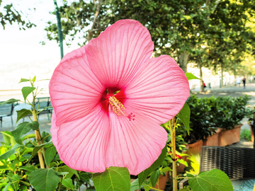 Hibiscus Seeds – Moscheutos