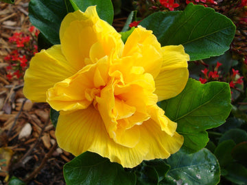 Hibiscus Seeds – Double Yellow