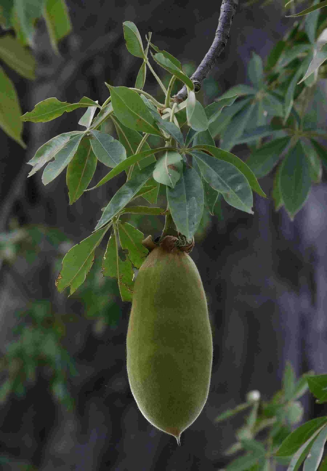 Baobab Seeds – Adansonia Digitata