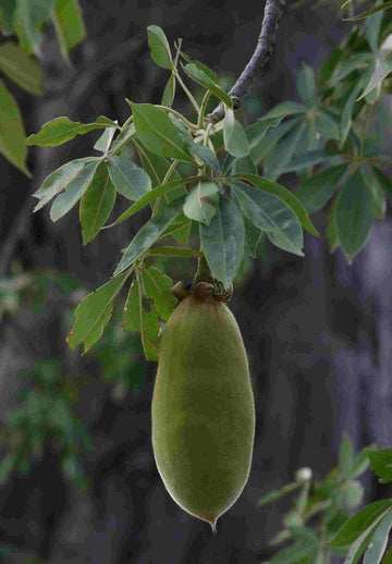 Baobab Seeds – Adansonia Digitata
