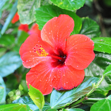 Hibiscus Seeds – Tropical Hardy