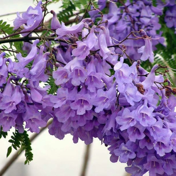 Jacaranda Seeds – Mimosifolia