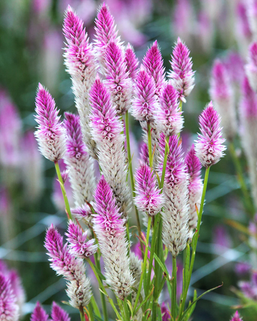 Celosia Seeds – Flamingo Feather