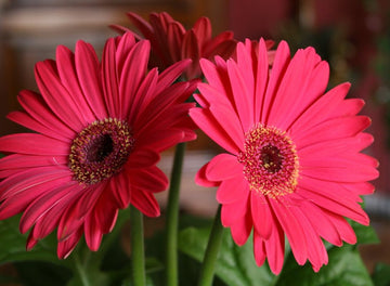 Gerbera Daisy Seeds – Vibrant Mixed Colors