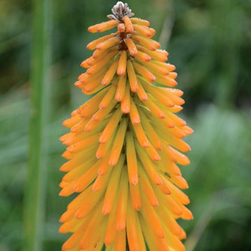 Kniphofia Seeds – Mango Popsicle