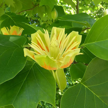 Tulip Tree Seeds – Ornamental Shade Tree