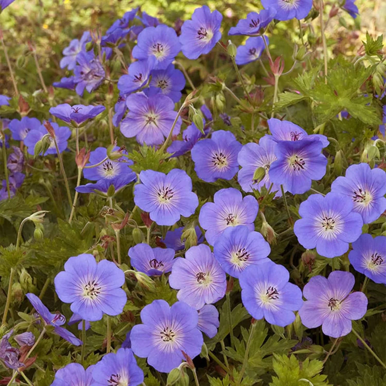 Geranium Seeds – Rozanne