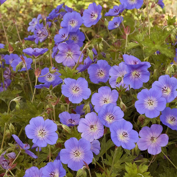 Geranium Seeds – Rozanne