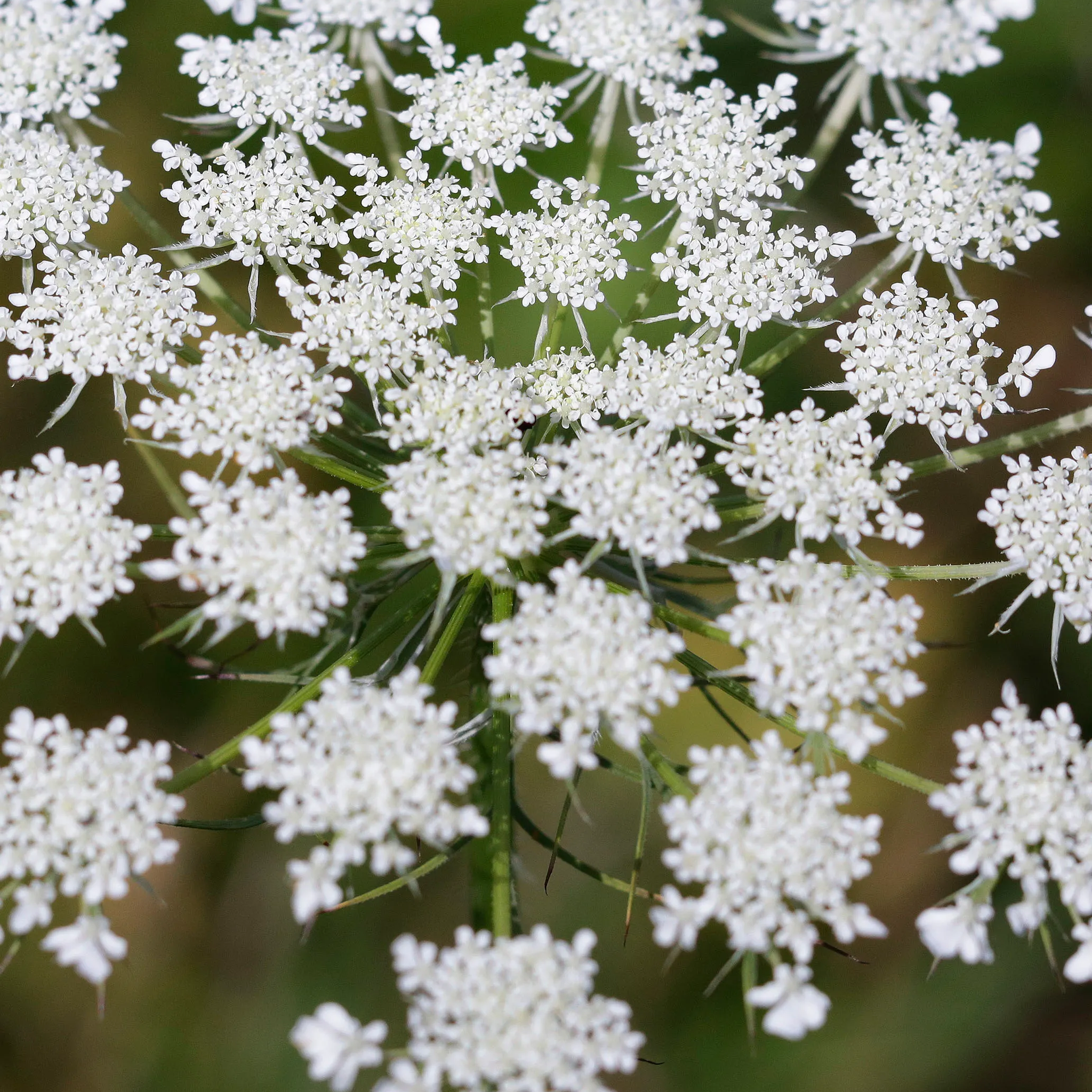 Queen Anne's Lace  Seeds – False