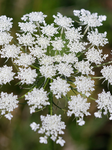 Queen Anne's Lace  Seeds – False