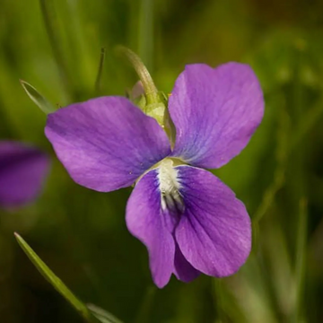 Prairie Violet Seeds – Hardy Perennial, Purple Blooms