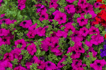 Petunia Seeds - Laura Bush