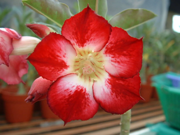 Desert Rose Seeds – Red