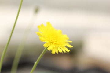 Hawkweed  Seeds – Mouse-Ear Hawkweed