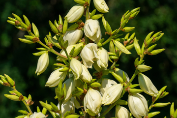 Yucca Seeds – Glauca