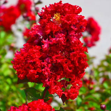 Crepe Myrtle Seeds - Red