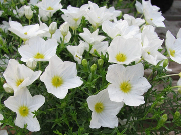 Cupflower Seeds – Australian Bluebell