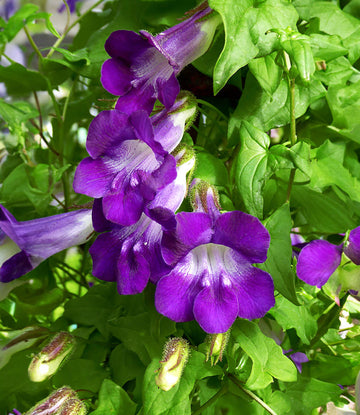 Asarina Seeds – Joan Lorraine