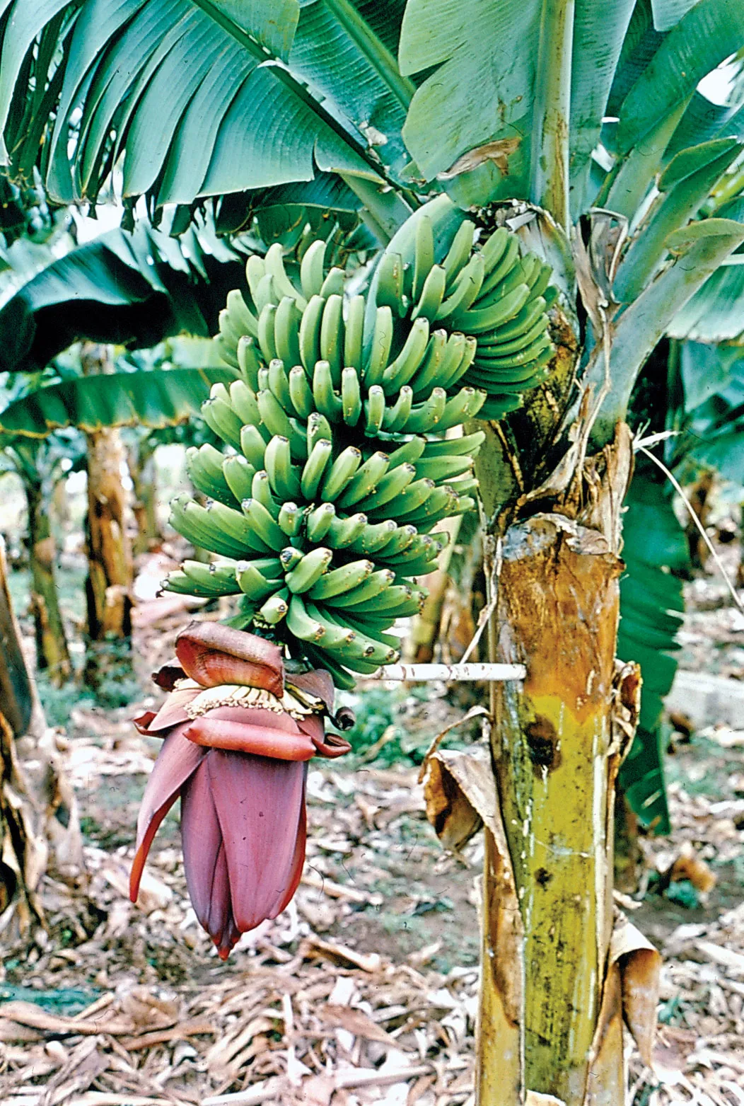 Banana Seeds