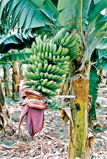 Banana Seeds