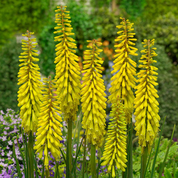Hot Poker Seeds – Bright Yellow