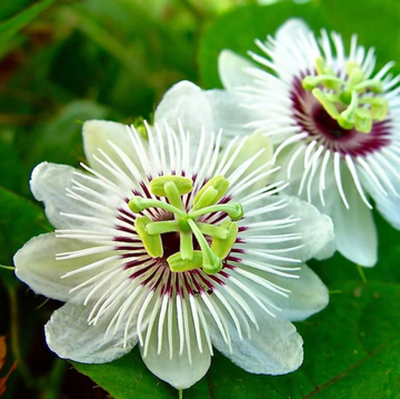 Passiflora Foetida Seeds – Alba