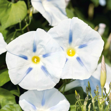 Ipomoea Seeds - 'Ismay'