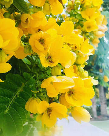 Cassia Seeds – Siamea