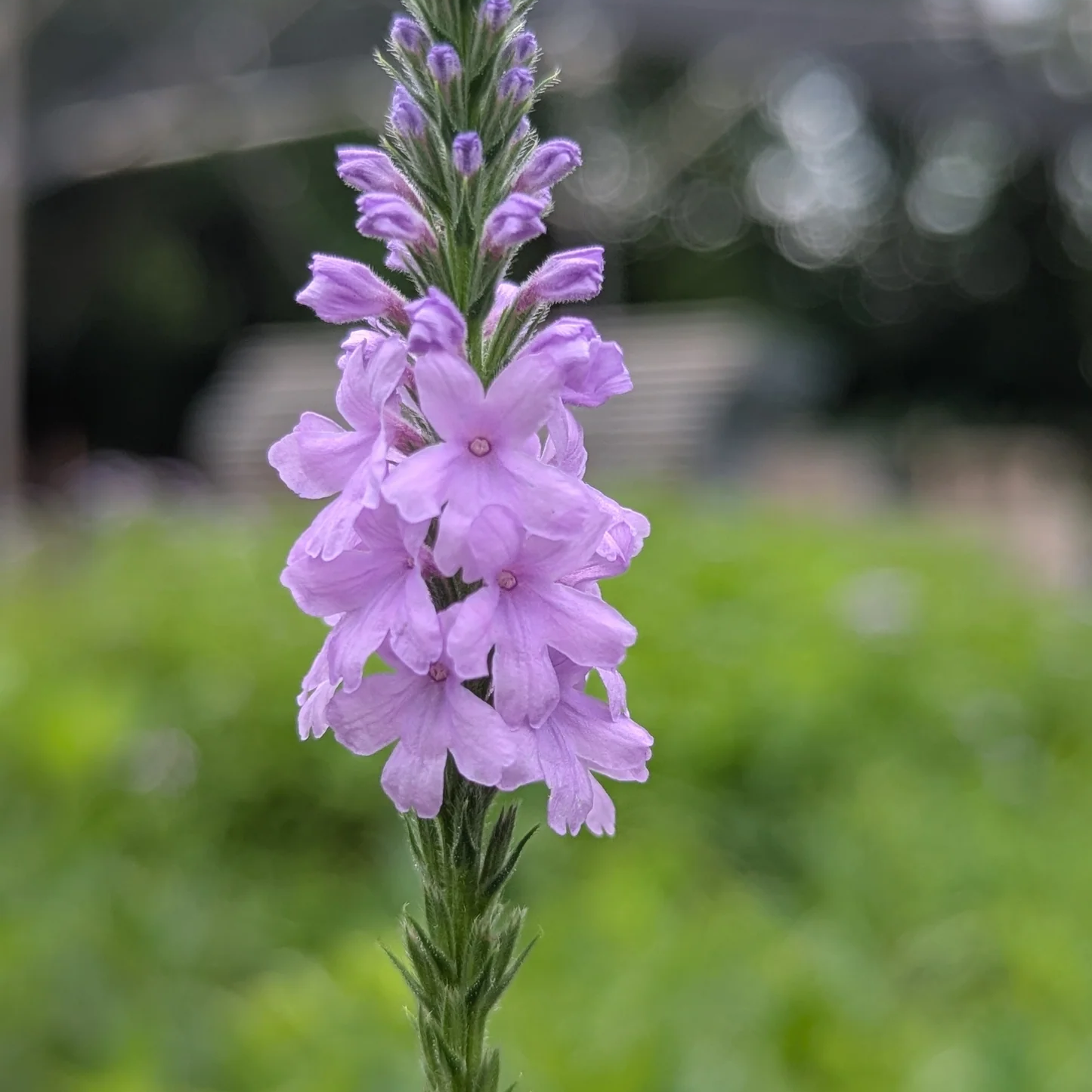Hoary Vervain Seeds – Native Wild