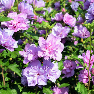 Rose of Sharon Seeds – Mixed Colors
