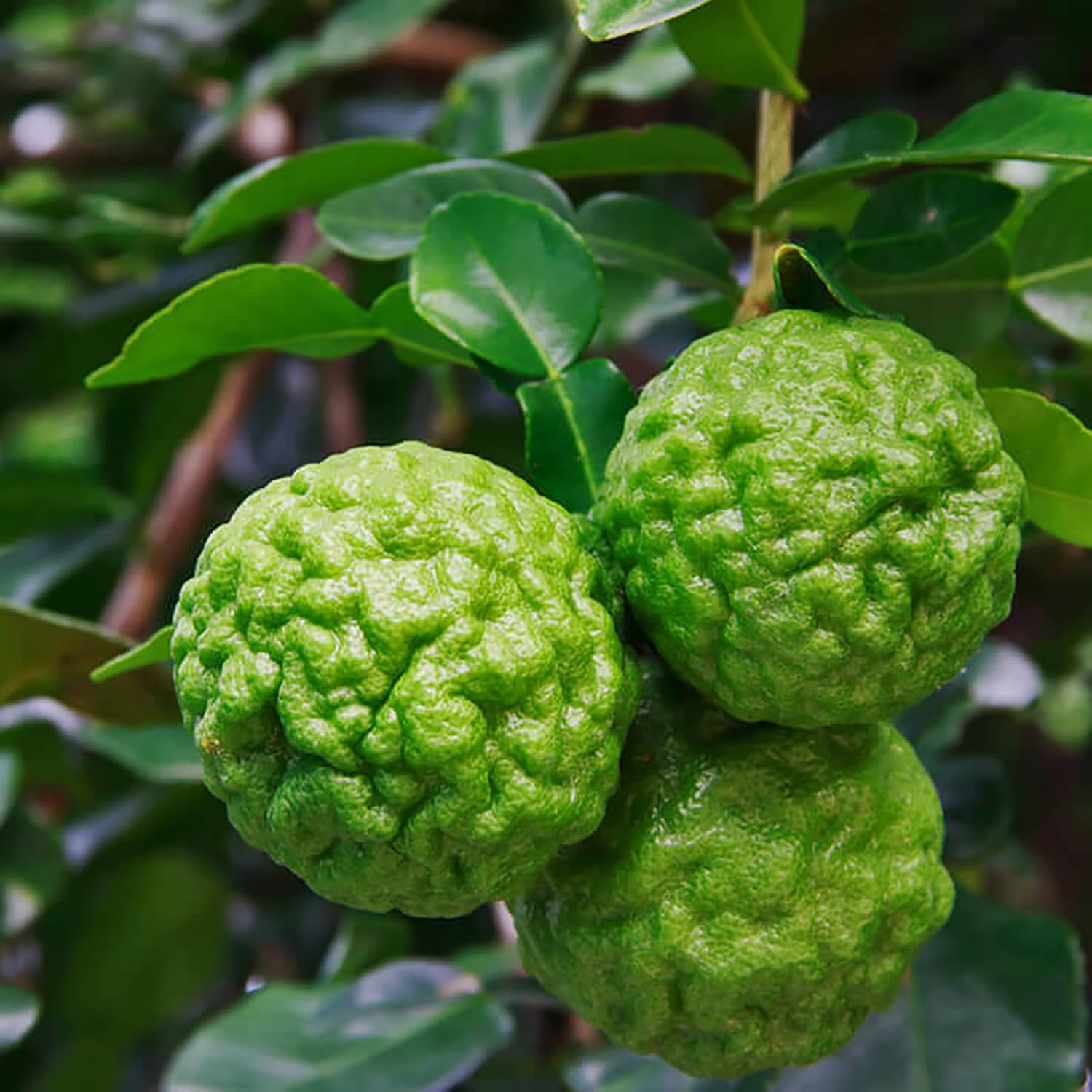 Lime Seeds – Kaffir
