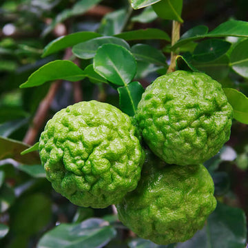 Lime Seeds – Kaffir