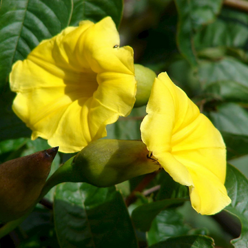 Merremia Tuberosa Seeds – Hawaiian Woodrose