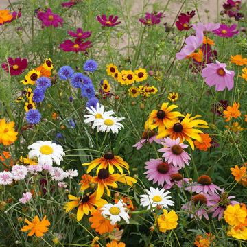 Wildflower Seeds – Southern California Mix