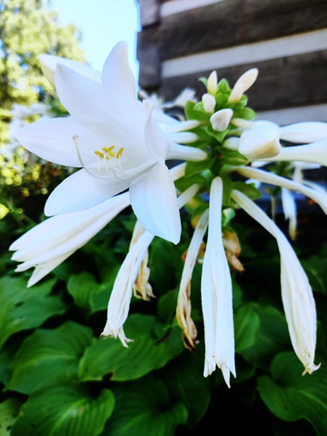 Hosta Seeds – Nigrescens Plantain Lily