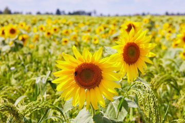 Sunflower Seeds - Peredovik
