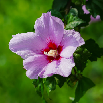 Rose Mallow Seeds – Mixed Colors