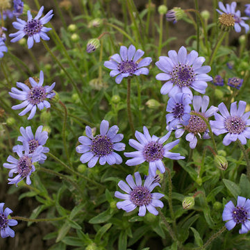 Daisy Seeds - Blue