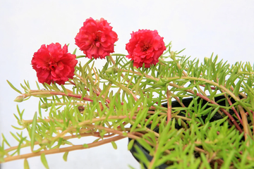 Portulaca Grandiflora Seeds – Red