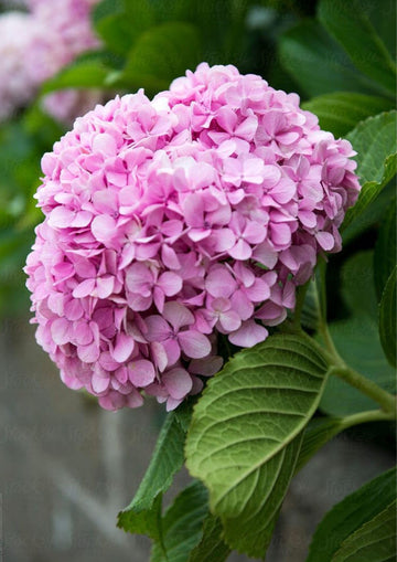 Hydrangea Seeds – Macrophylla