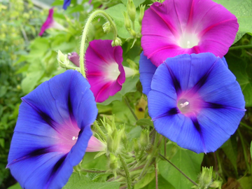 Morning Glory Seeds – Mixed Colors