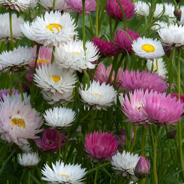 Everlasting Seeds – Long Blooming