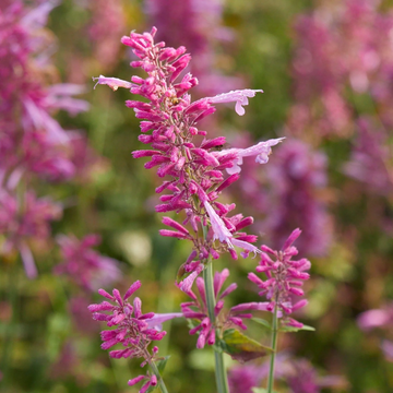 Agastache Seeds – Heather Queen