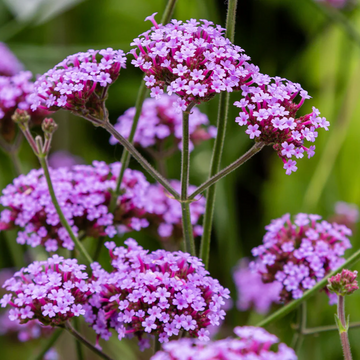 Verbena Seeds – Buenos Aires