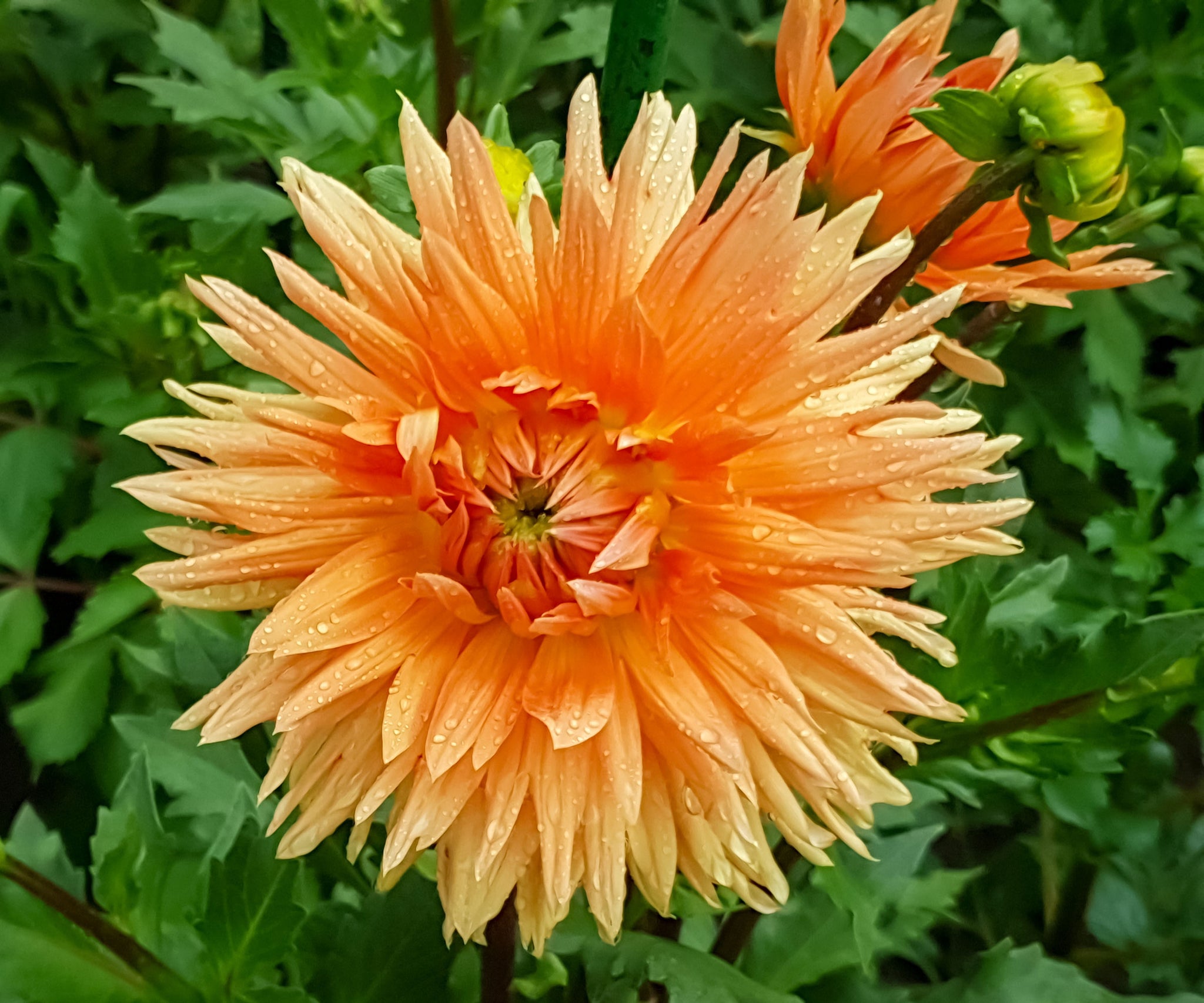 Dahlia Seeds – Cactus