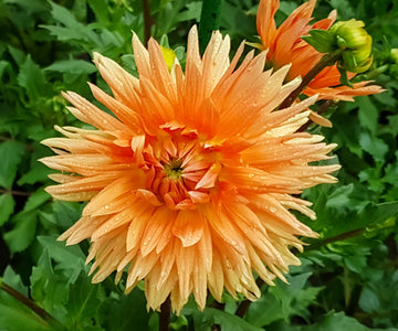 Dahlia Seeds – Cactus