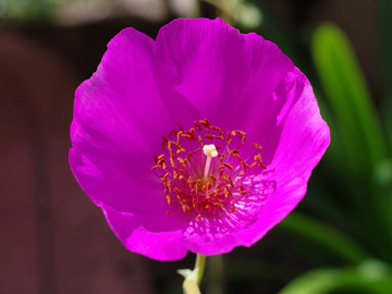 Calandrinia Seeds – Ruby Tuesday