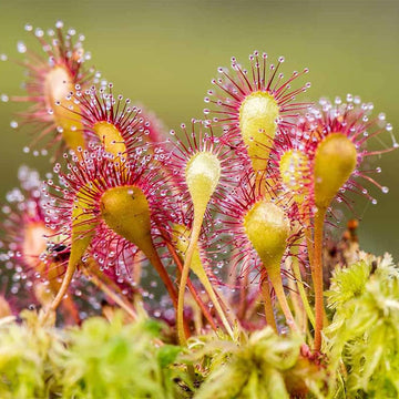 Sundew Seeds – Carnivorous Plant